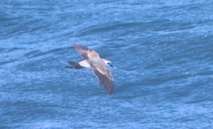 Pelagodroma marina
