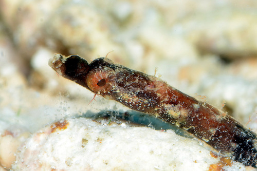 Duncker's pipefish (Halicampus dunckeri) — Syngnathidae — 4