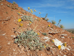 Enceliopsis nudicaulis
