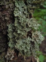 Dendriscosticta gelida