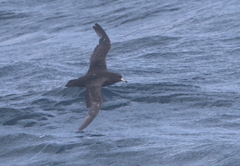 Procellaria westlandica