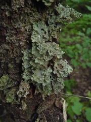 Dendriscosticta gelida