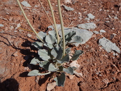 Enceliopsis nudicaulis