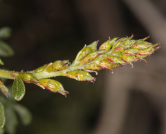 Psorothamnus arborescens minutifolius