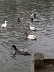 Anas platyrhynchos domesticus