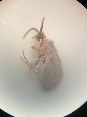 Coniopteryginae