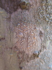 Paranectria oropensis