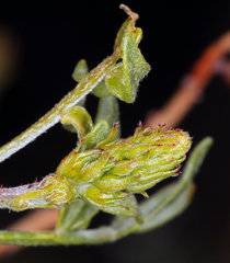 Psorothamnus arborescens minutifolius