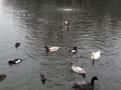 Anas platyrhynchos domesticus