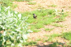 Artemisiospiza belli