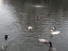 Anas platyrhynchos domesticus