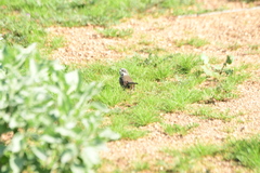 Artemisiospiza belli