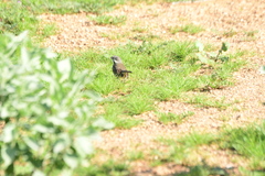 Artemisiospiza belli