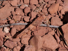 Trimerotropis latifasciata