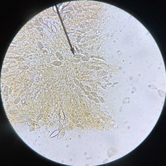 Paranectria oropensis