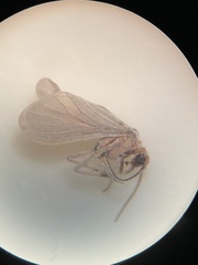 Coniopteryginae