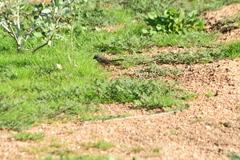 Artemisiospiza belli