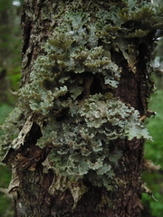 Dendriscosticta gelida