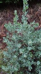 Arctostaphylos columbiana