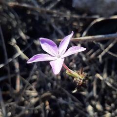 Pseuderanthemum praecox