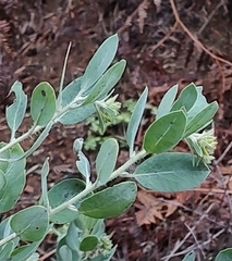 Arctostaphylos columbiana