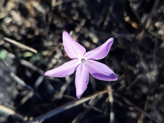 Pseuderanthemum praecox