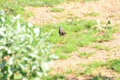 Artemisiospiza belli