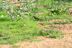 Artemisiospiza belli