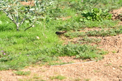 Artemisiospiza belli