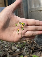 Youngia