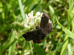 Staphylus hayhurstii