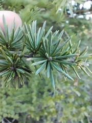 Cedrus atlantica