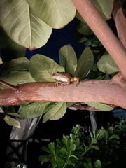 Eleutherodactylus johnstonei