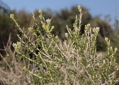 Tetradymia glabrata