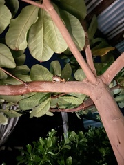 Eleutherodactylus johnstonei