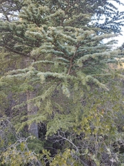 Cedrus atlantica