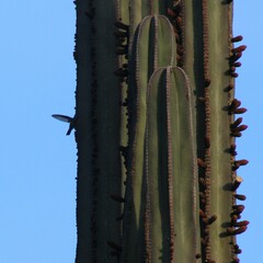 Cynanthus latirostris