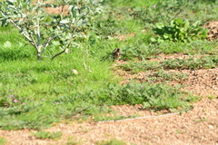 Artemisiospiza belli