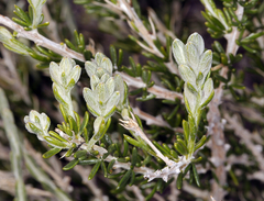 Tetradymia glabrata