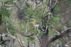 Peucedramus taeniatus