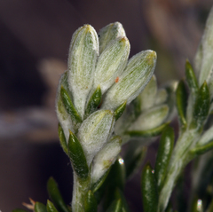Tetradymia glabrata