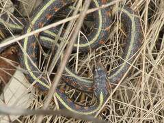 Thamnophis sirtalis concinnus