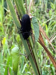 Mallodon chevrolatii