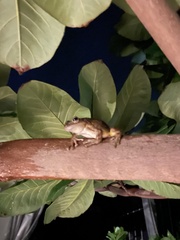 Eleutherodactylus johnstonei