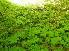 Hydrastis canadensis