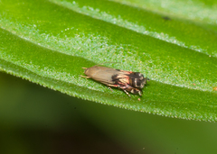 Calliprora