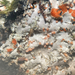 Paranectria oropensis