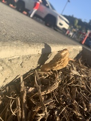 Morchella rufobrunnea