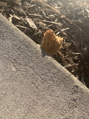 Morchella rufobrunnea