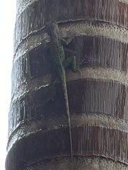 Anolis leachii